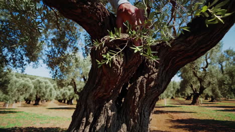 olive tree farmlands and harvesting