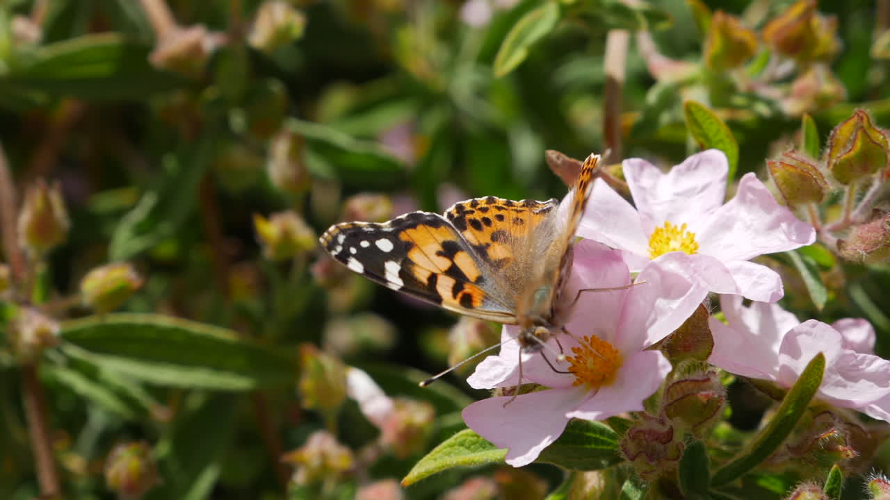 Primo piano macro di una farfalla Vanessa del cardo arancione che si nutre di nettare e impollina fiori rosa al rallentatore.