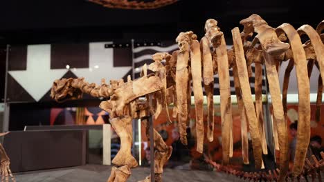 dinosaur skeleton exhibit in melbourne museum