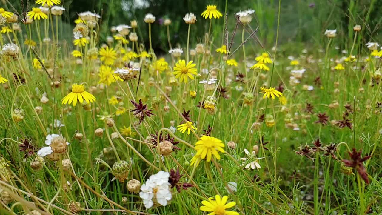 Carrellata lenta a destra con angolazione bassa di fiori selvatici, petali bianchi e gialli con erba alta e steli, sembra quasi una piccola foresta di fiori.