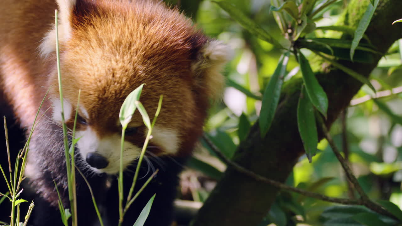 Panda červená šplhající v koruně tropického stromu. Detailní záběr.