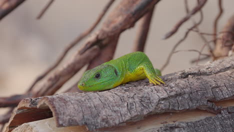 a green gecko in greece