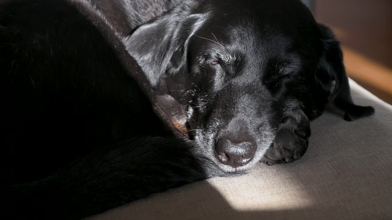 시니어 검은 개는 빛으로 평화롭게 잠을 자고 있습니다.