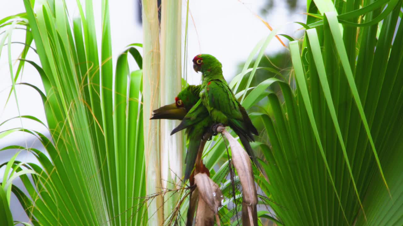 Two vibrant green parrots perched on a palm tree branch, surrounded by lush green leaves