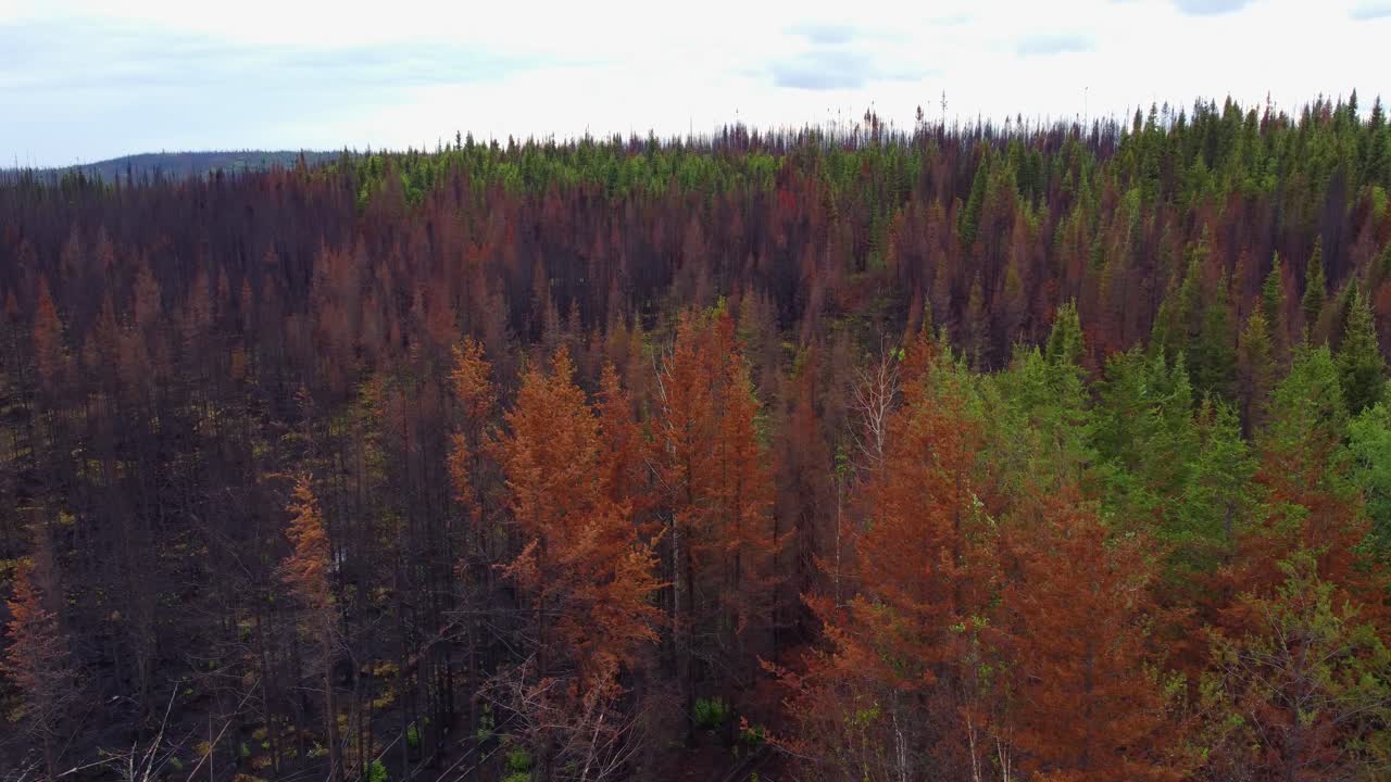 Aerial shot passing over the treetops of a forest, the echo system and landscape rejuvenating after recent devastating forest fires which swept through the city of Lebel-Sur-Qu&eacute;villon, Qu&eacute;bec, Canada