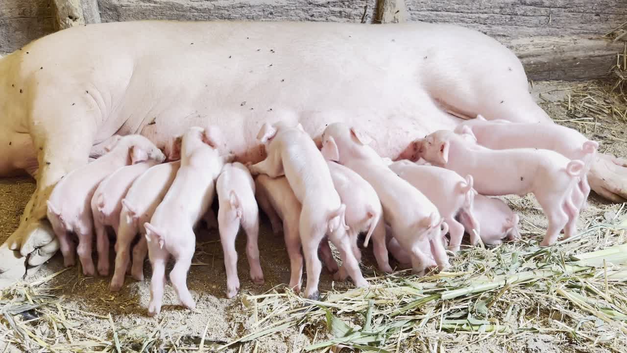 작은 돼지 새끼들은 엄마의 에서 물을 마신다.