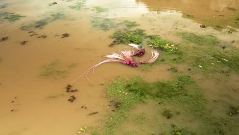 person harvesting pink water lily from pond in southeast asia