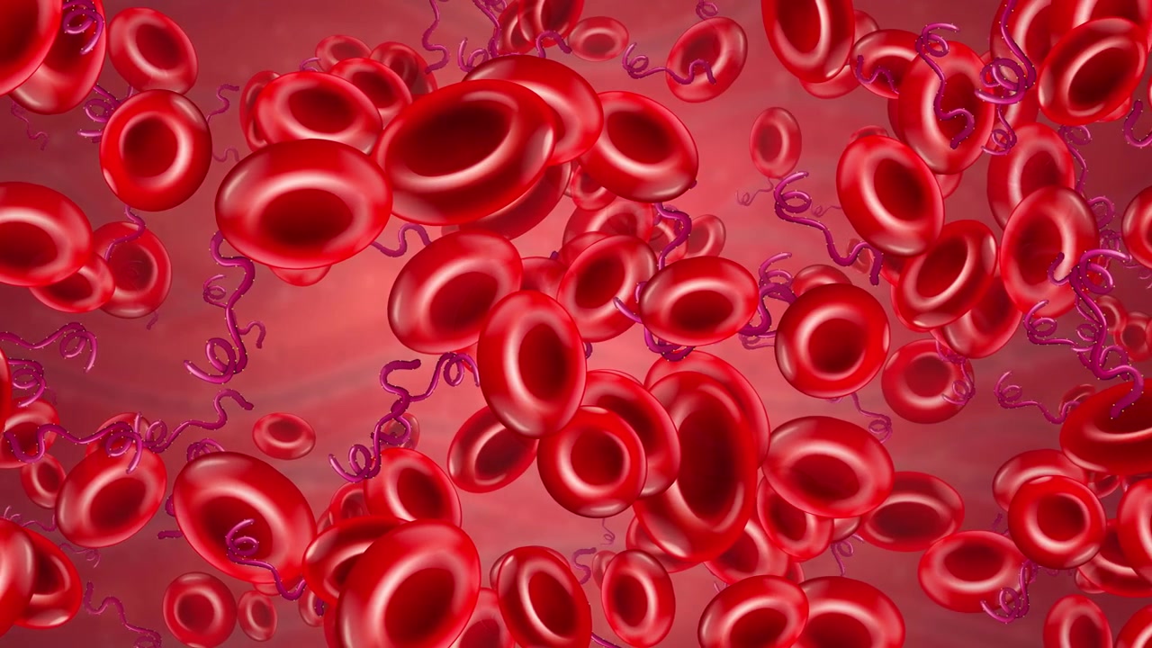 Animated red blood cells and spiral bacteria drift through a vein in a seamless loop.