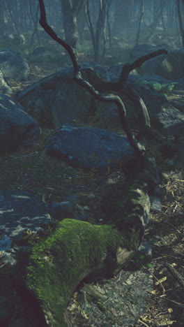 misty forest path with mossy log and rocks