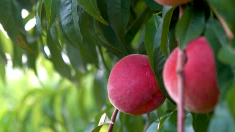 Extreme-Nahaufnahmebewegung-Rechts-Von-Frischen-Reifen-Pfirsichen,-Die-An-Einem-Baum-In-Einem-Obstgarten-Hängen