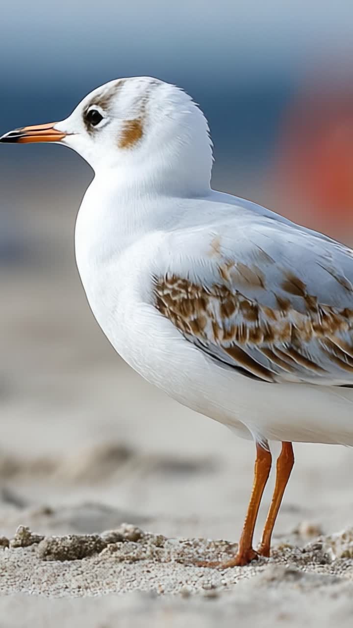 Un maestoso primo piano di un bellissimo uccello costiero in piedi con grazia sulla spiaggia, che mostra le sue sorprendenti piume bianche e i suoi caratteristici motivi marroni