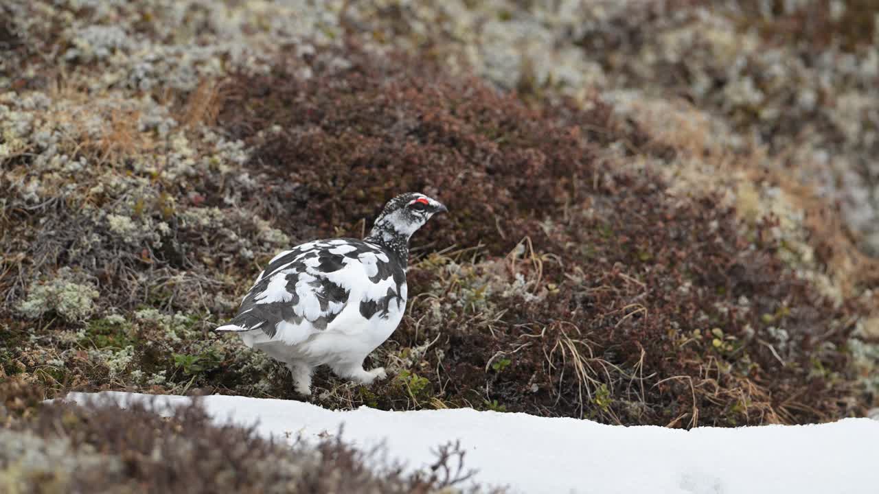 Mannlig fjellrype går og spiser nær et snøfelt med ryggen vendt til i alpin tundra, Norge