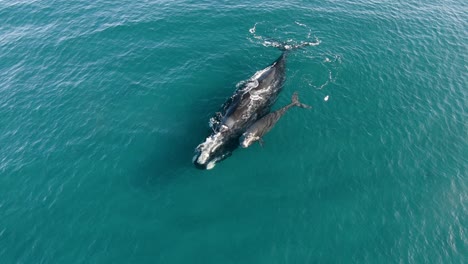 Eine-Walmutter-Neben-Dem-Kalb,-Das-Im-Flachen,-Kristallklaren-Wasser-Schwimmt---Zeitlupe