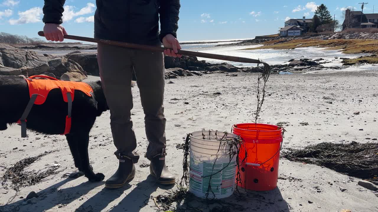 el hombre usa un rastrillo para cosechar algas a lo largo de la playa y ponerlas en dos cubos