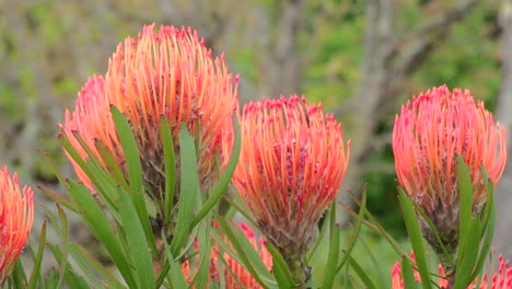 Varias-Flores-Rojas-De-Protea,-Con-Un-Fondo-Borroso-En-Tonos-Verdes