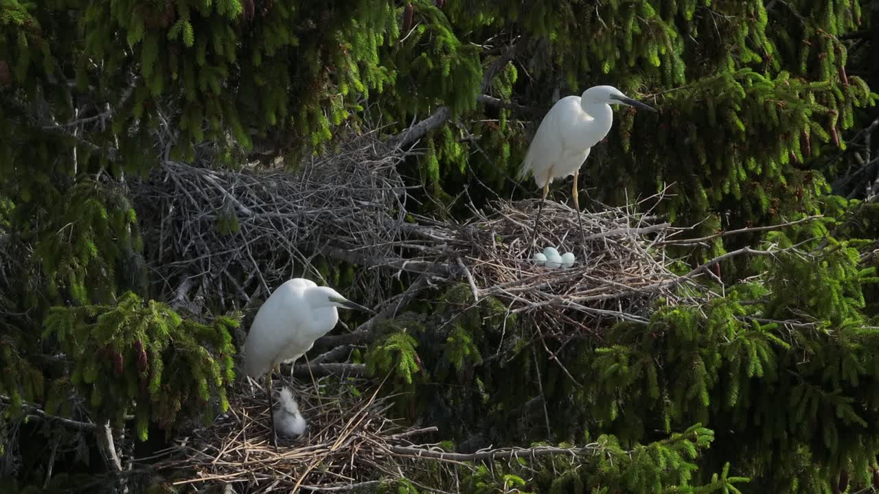 Two great egret (Ardea alba) nests next to each other, one with hatched chicks, the other with only eggs. Estonia.