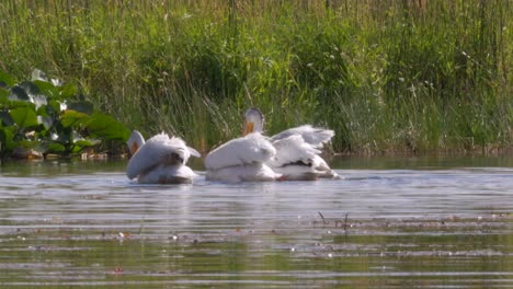 american white pelican in the upper klamath canoe trail viewed from a kayak