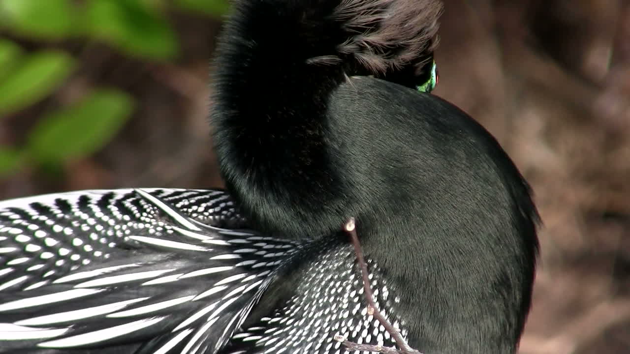 에버글레이즈의 아름다운 검은 새