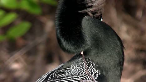 un hermoso pájaro negro en los everglades