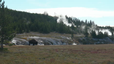 cinematic slow motion huge buffalo walking to old faithfulmidway geyser grand prismatic basin steam yellowstone national park wildlife autumn fall sunny beautiful colors daytime