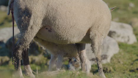 Close-up-of-new-born-lamb-with-mother,-grazing-on-green-field