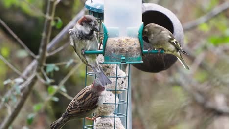 Haussperlinge-Und-Feldsperlinge-Fressen-Körner-Aus-Vogelhäuschen