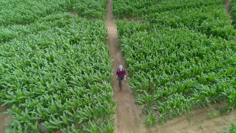 Un-Hombre-Entra-En-El-Laberinto-Del-Campo-De-Maíz