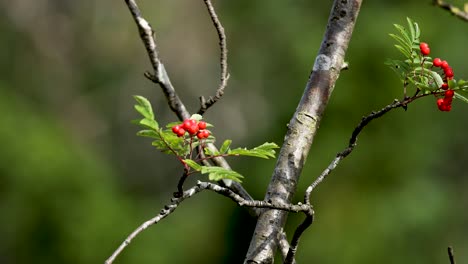 close-up of rowan tree branch with red berries