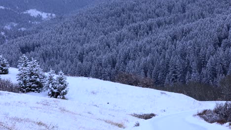 Mountain-Side-of-Bozeman-Montana-Forest-During-Light-Snow-Fall-4K-Slow-Motion