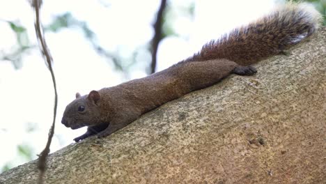 A cute small pallas's squirrel lying prone and esting on tree branch, close up shot