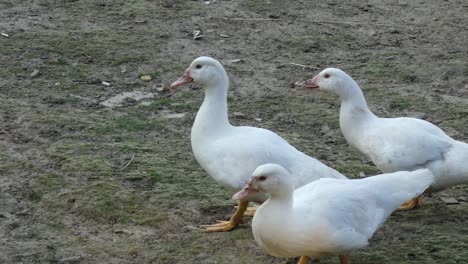 domestic ducks (muscovy)