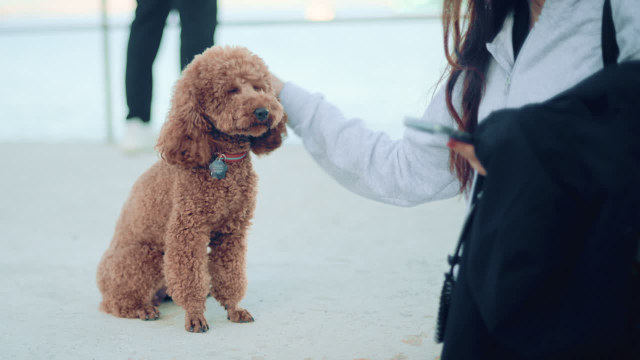 Woman in casual clothes gently petting a small brown poodle near the sea