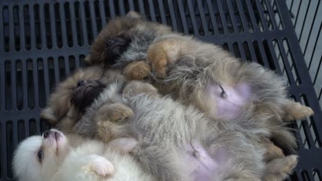 puppies sleeping together group of loverly siblings
