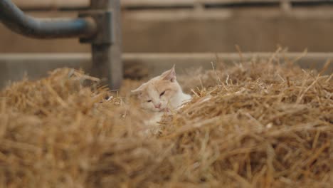 cute kitten licking and grooming itself in a barn