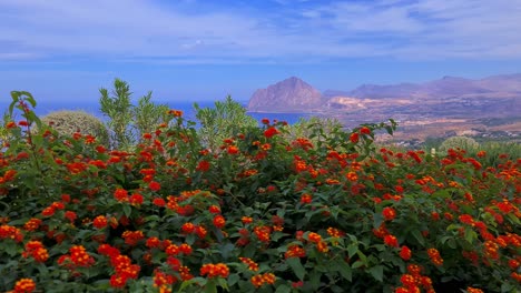 red lantana flowers with panoramic view of monte cofano in background, sicily