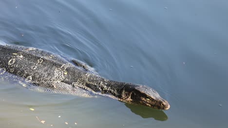 un lagarto monitor se desliza a través del agua