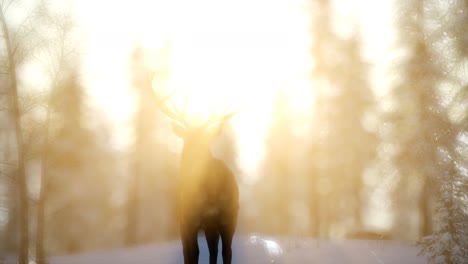 Orgulloso-Macho-De-Ciervo-Noble-En-El-Bosque-De-Nieve-De-Invierno