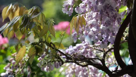 Tiro-Deslizante-De-Flores-De-Primavera-Púrpura-En-El-Jardín-Con-Hojas-Verdes