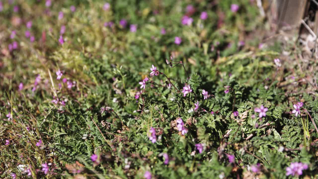flores de erodio florecientes que crecen en un parche verde brillante que sopla en el viento con poca profundidad de campo
