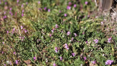 blooming erodium flowers growing in a patch bright green blowing in the wind with a shallow depth of field