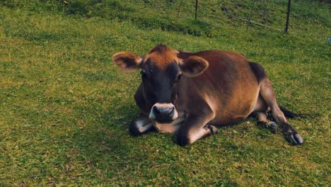 Jersey-Rinderkalb,-Das-Auf-Gras-Liegt,-Schüttelt-Den-Kopf,-Um-Insekten-Zu-Vertreiben