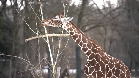 jirafa en el bosque comiendo árboles y follaje