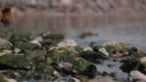 Wunderschöne-Bokeh-Zeitlupenaufnahmen-Eines-Hundes,-Der-In-Einem-Meerwasser-Mit-Grünem-Schleim-über-Felsen-Schwimmt