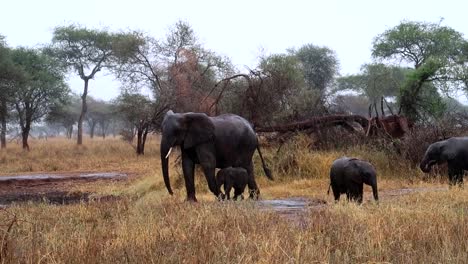 newborn elephant calf under its mommy's belly taking cover from rain on the savanna