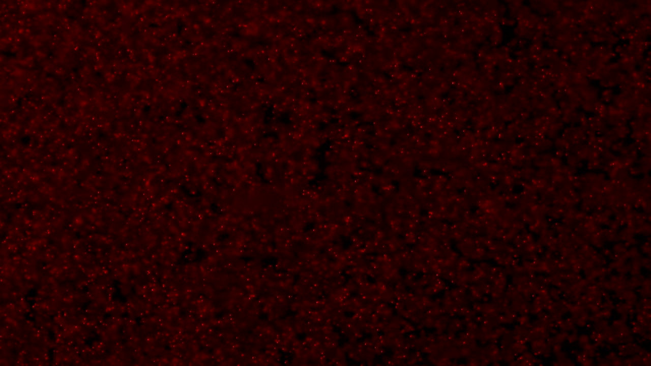 burbujas rojas sangre se mueven en un líquido oscuro