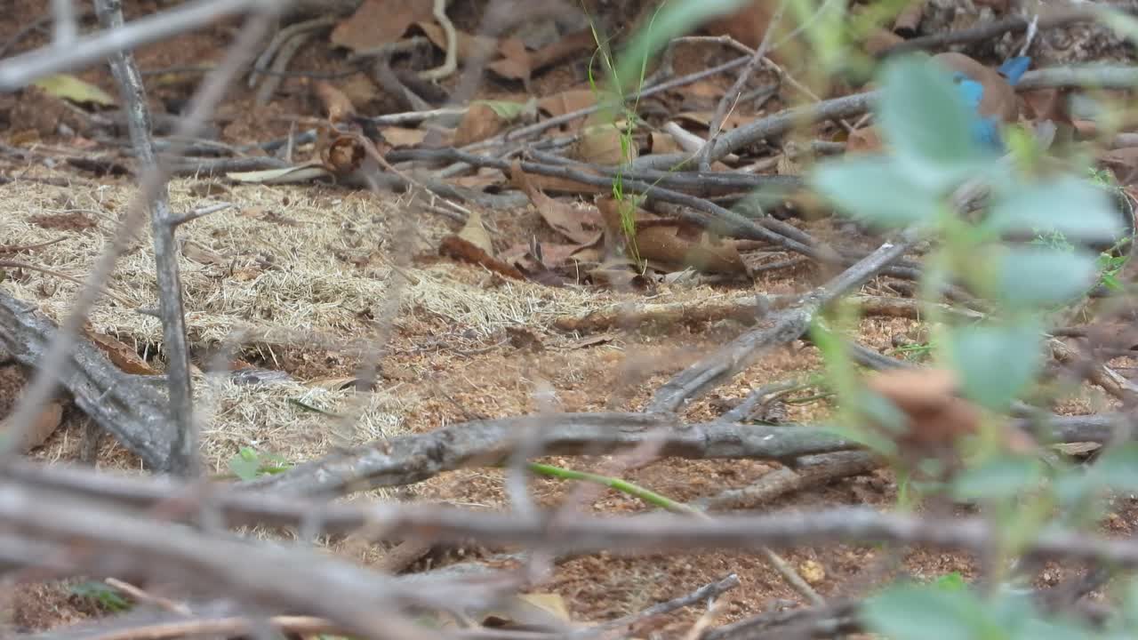 Blue Waxbill bird estrildid finch species wildlife Kruger National Park South Africa