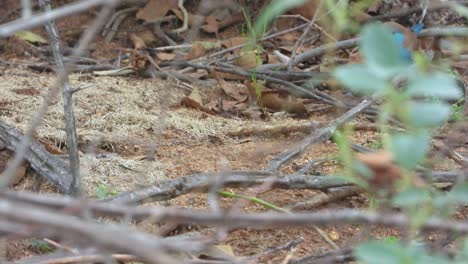 blue waxbill bird estrildid finch species wildlife kruger national park south africa