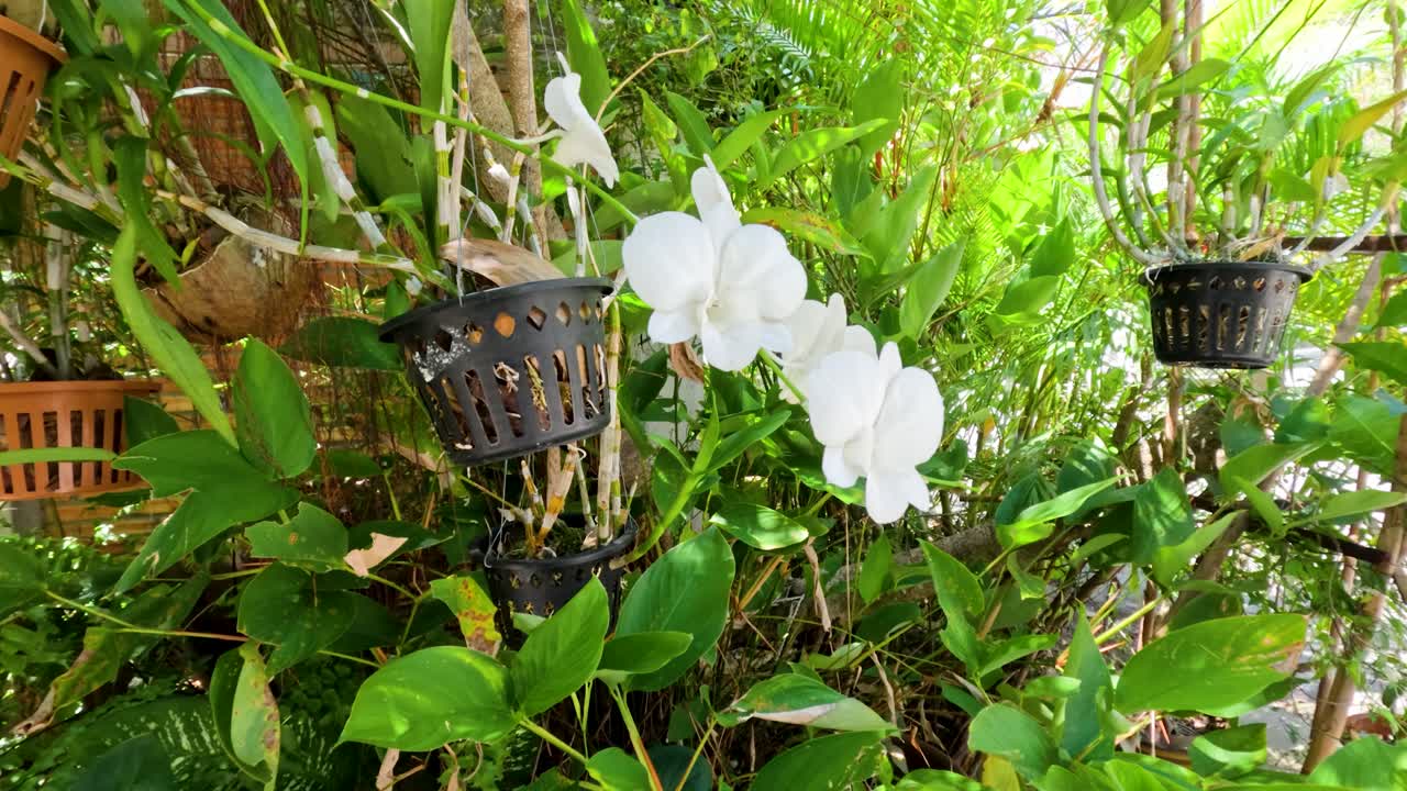 White moth orchid in hanging pot moves slightly, surrounded by vibrant tropical foliage, natural daylight