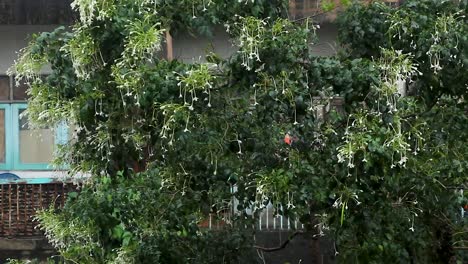 árbol de corcho con flores blancas en una tormenta tropical