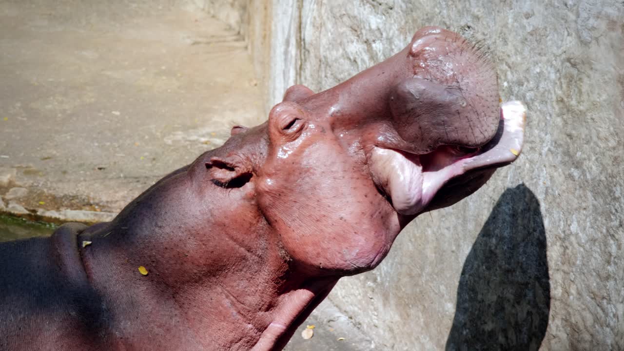 Close-Up of a Hippopotamus Eating and Drinking in a Pond in Captivity at the Chiang Mai Zoo in Chiang Mai, Thailand